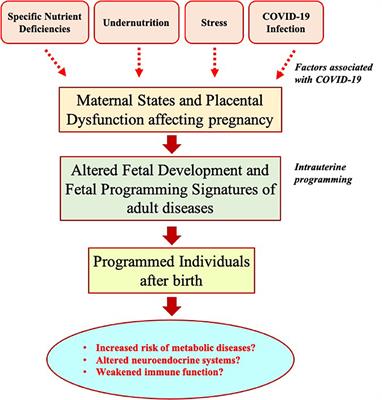 Prospect of potential intrauterine programming impacts associated with COVID-19